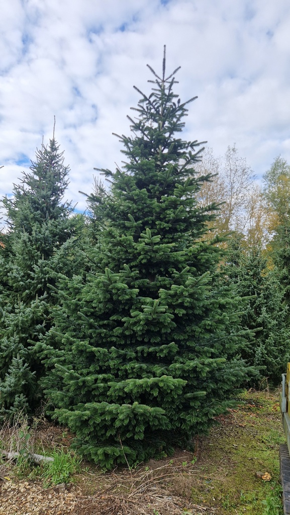 Abies Nordmannia 300 - 400cm - afgezaagd