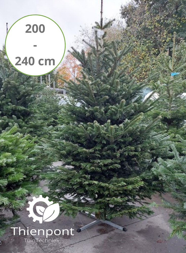 Abies Nordmannia 200 - 240cm - afgezaagd Premium kwaliteit