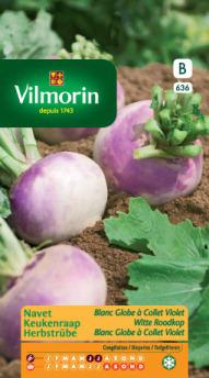 Keukenraap Witte Roodkop