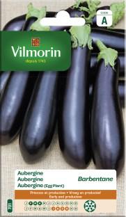 Aubergine Barbentane
