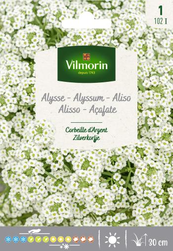 Alyssum Zilverkorfje