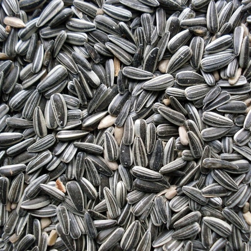 [Duvo-503 K] Duvo Zonnebloempitten gestreept P36 20kg