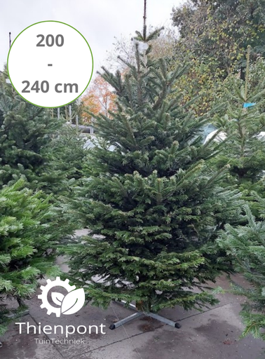 [Nordmann_200_Prem] Abies Nordmannia 200 - 240cm - afgezaagd Premium kwaliteit